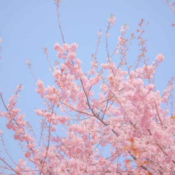 Meet your Posher, Jessica - Picture 1 of 1